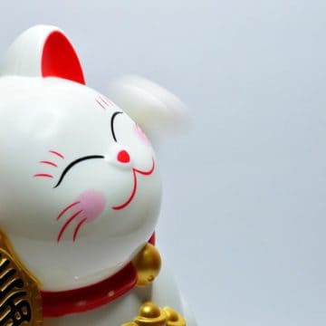 shanghai_chinese_cat