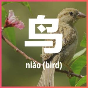 Chinese character: bird