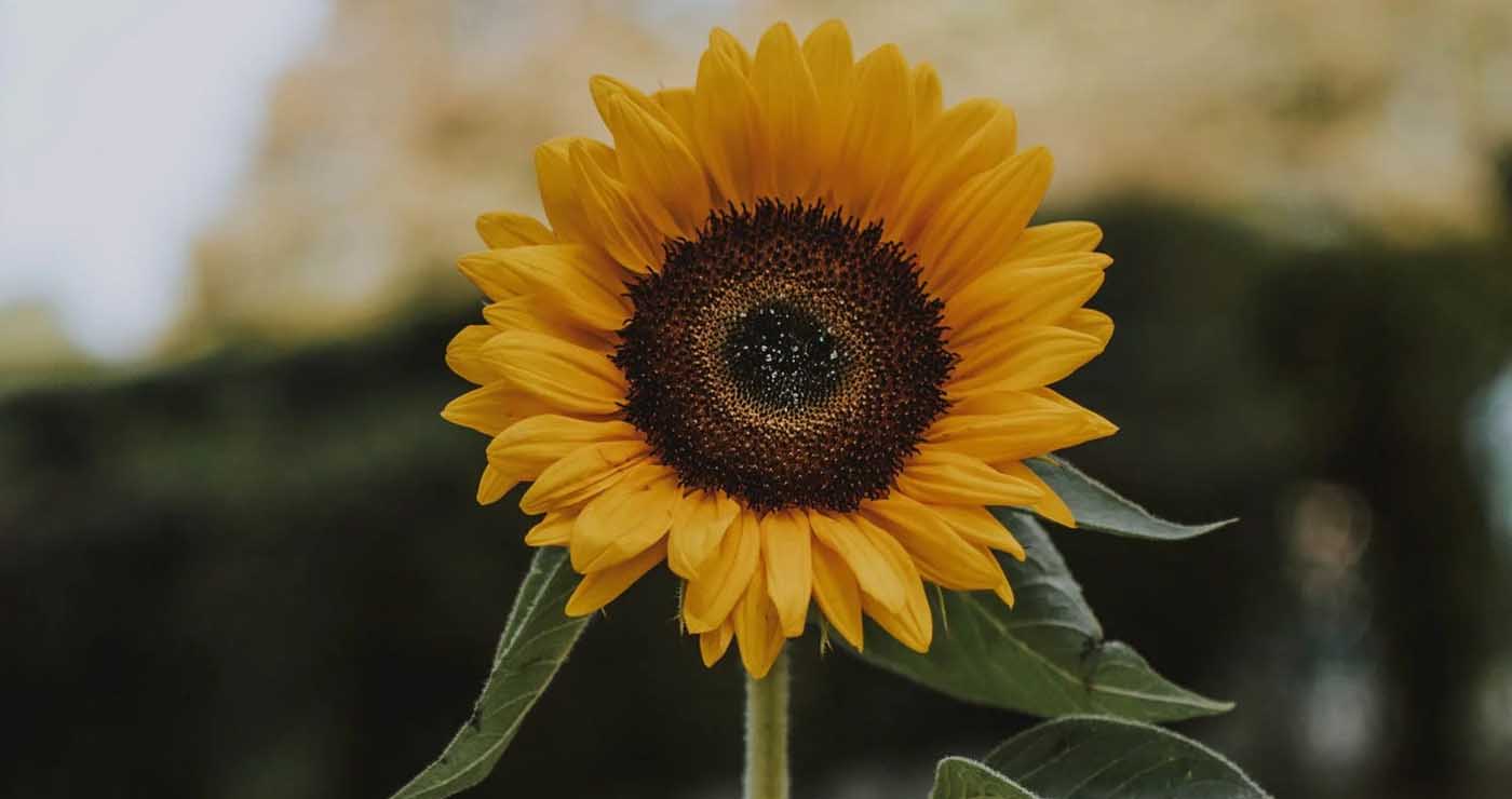 a cover image of GoEastMandarin's post on how to Say sorry in Chinese with a sun flower in the middle