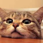 cover image of goeast mandarin post How to Say Cat in Chinese
